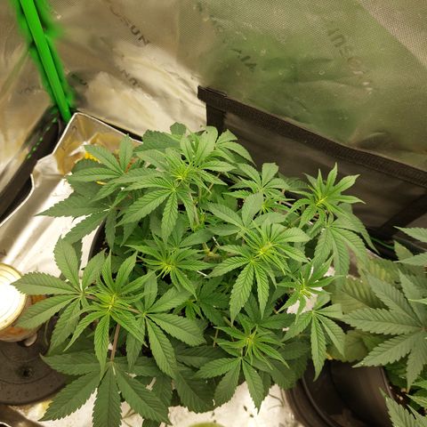 Orange Bud 2.0 growlog timeline photo