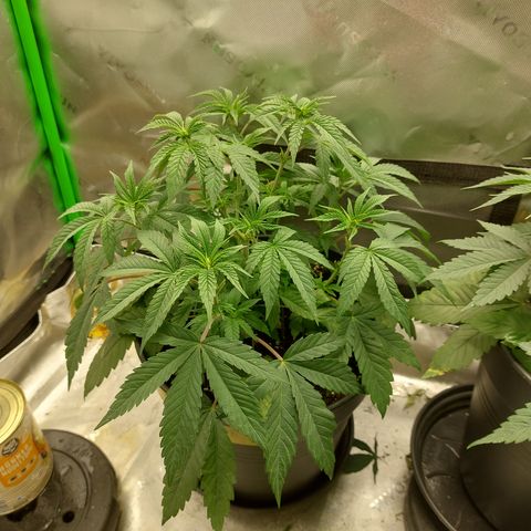 Orange Bud 2.0 growlog timeline photo