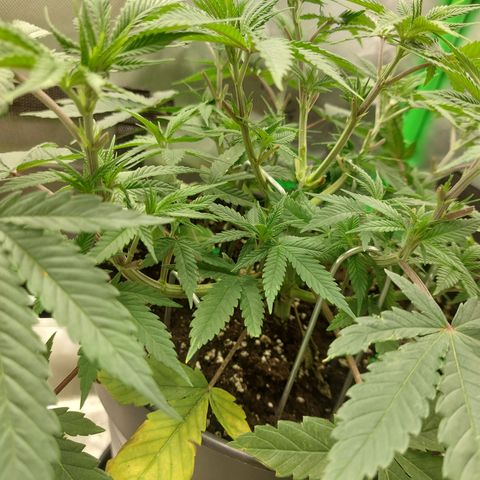 Skywalker Haze growlog timeline photo