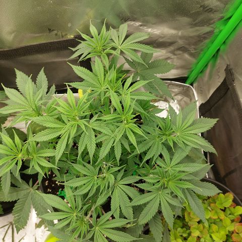 Skywalker Haze growlog timeline photo