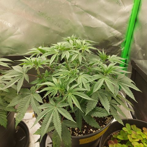 Skywalker Haze growlog timeline photo