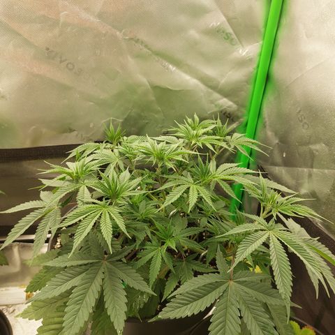 Skywalker Haze growlog timeline photo