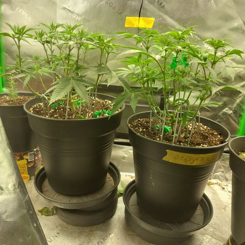 Skywalker Haze growlog timeline photo