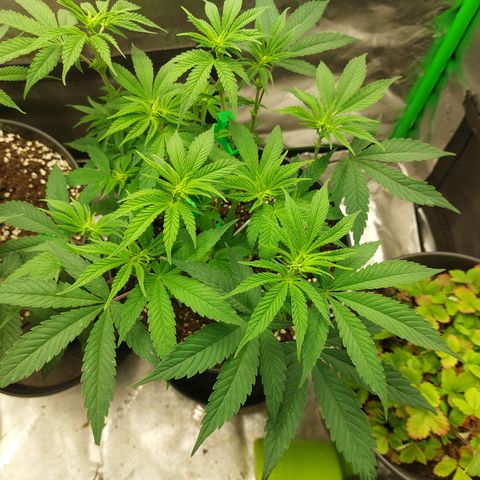Skywalker Haze growlog timeline photo