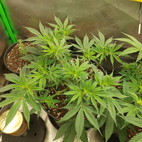 Orange Bud 2.0 growlog timeline photo