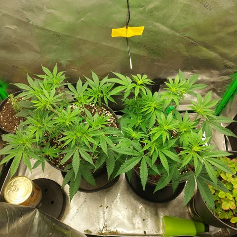 Orange Bud 2.0 growlog timeline photo