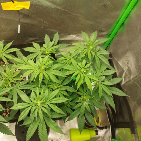 Orange Bud 2.0 growlog timeline photo