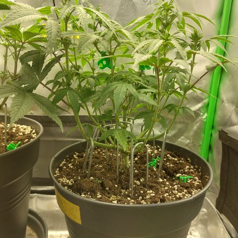 Orange Bud 2.0 growlog timeline photo