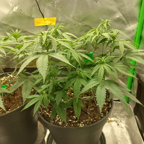 Orange Bud 2.0 growlog timeline photo