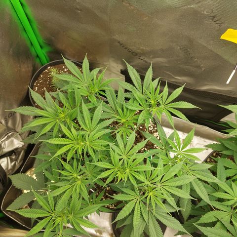 Skywalker Haze growlog timeline photo