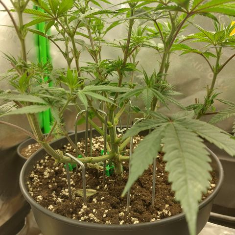 Skywalker Haze growlog timeline photo