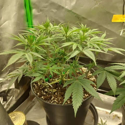 Skywalker Haze growlog timeline photo