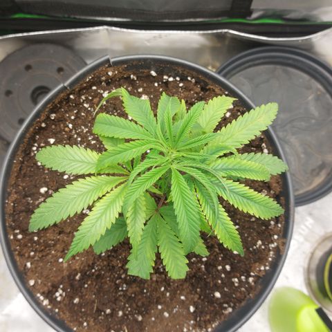 Wedding cake growlog timeline photo