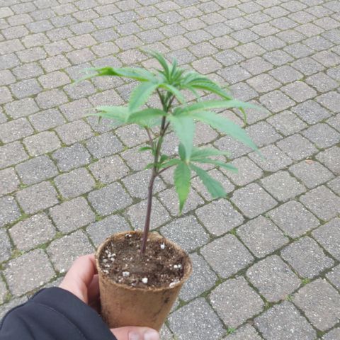 Wedding cake growlog timeline photo