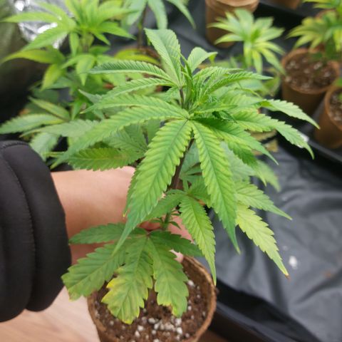 Wedding cake growlog timeline photo