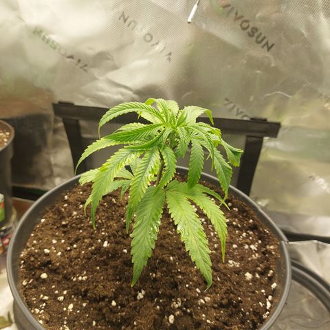 Wedding cake growlog timeline photo
