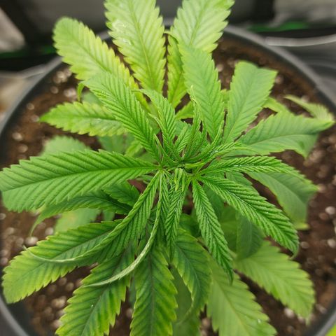 Wedding cake growlog timeline photo