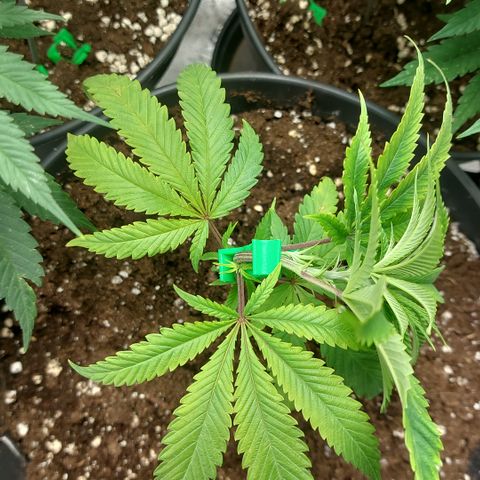 Wedding cake growlog timeline photo