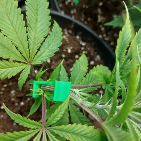 Wedding cake growlog timeline photo