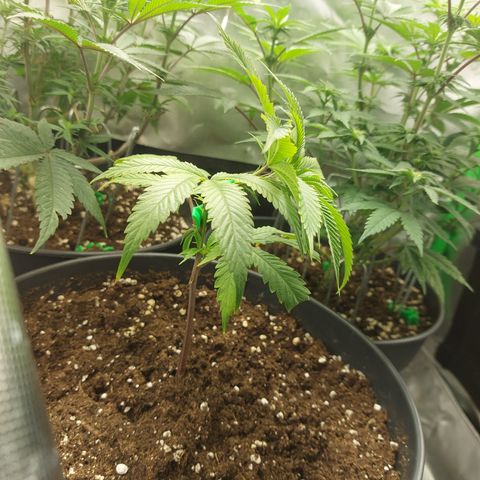 Wedding cake growlog timeline photo