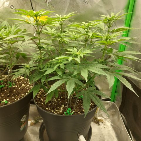 Orange Bud 2.0 growlog timeline photo