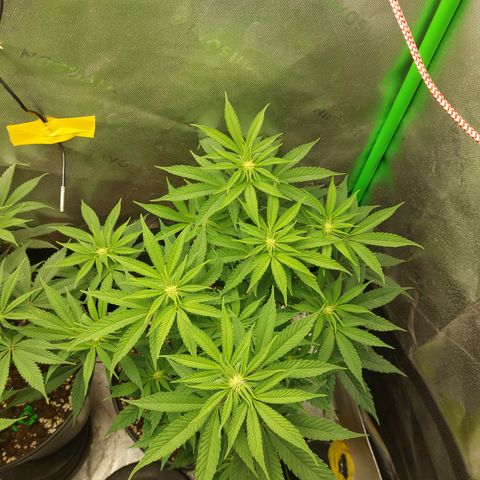 Orange Bud 2.0 growlog timeline photo