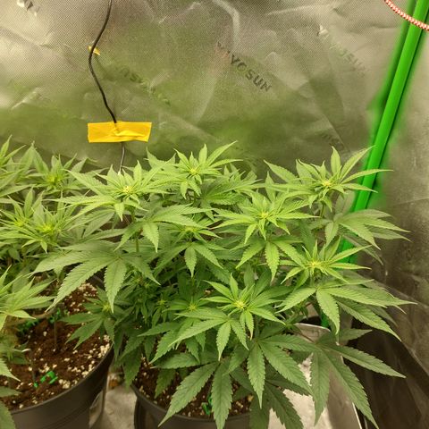 Orange Bud 2.0 growlog timeline photo