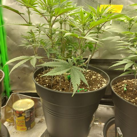 Skywalker Haze growlog timeline photo