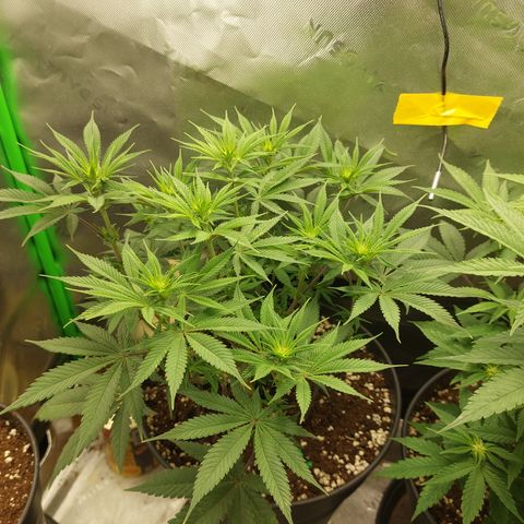 Skywalker Haze growlog timeline photo