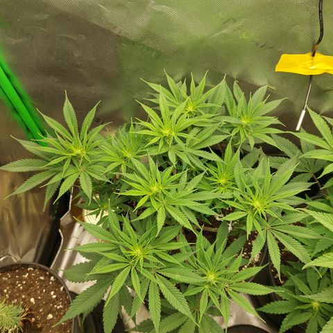 Skywalker Haze growlog timeline photo