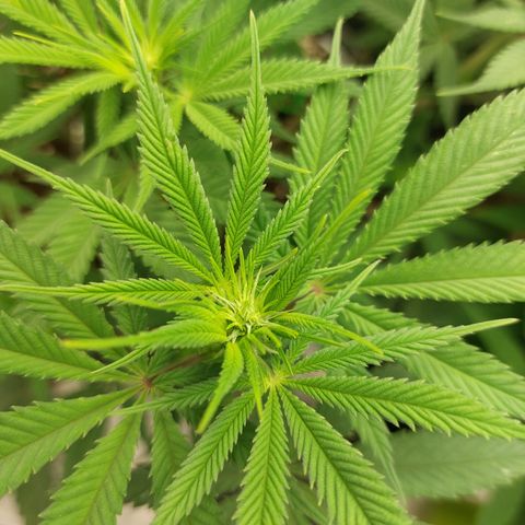 Skywalker Haze growlog timeline photo