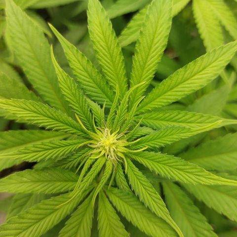 Orange Bud 2.0 growlog timeline photo
