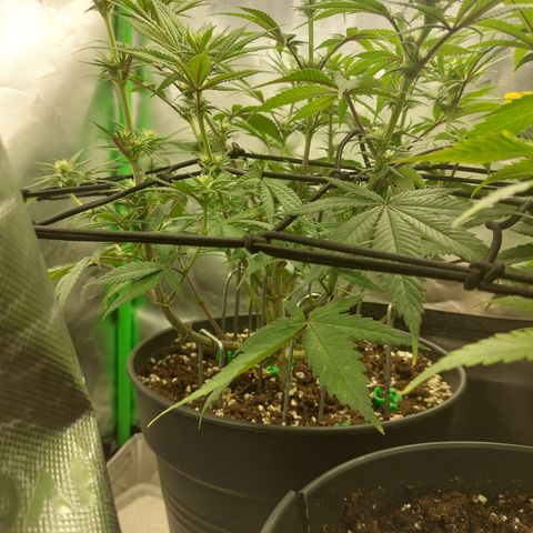 Skywalker Haze growlog timeline photo