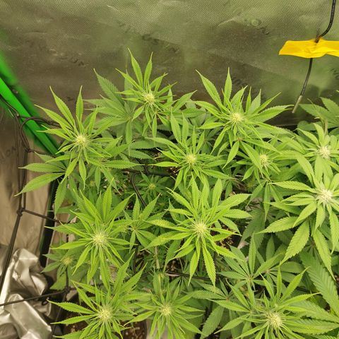 Skywalker Haze growlog timeline photo