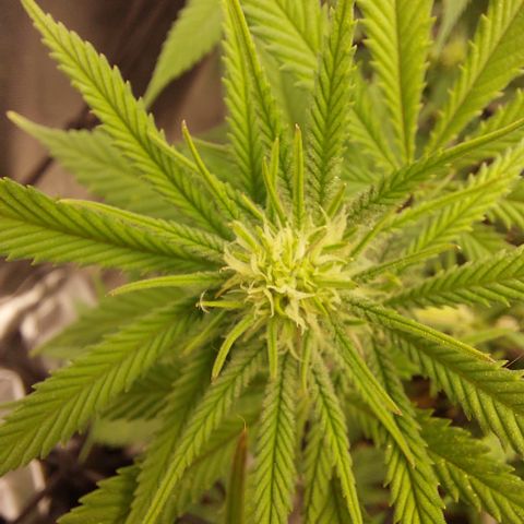 Skywalker Haze growlog timeline photo