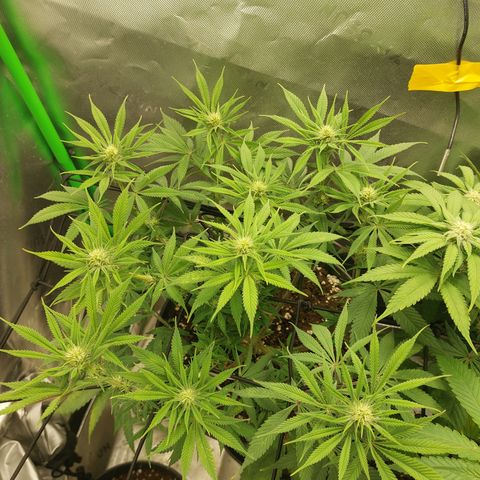 Skywalker Haze growlog timeline photo