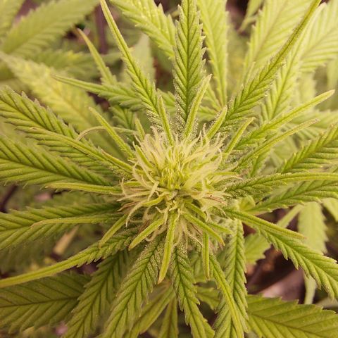 Skywalker Haze growlog timeline photo