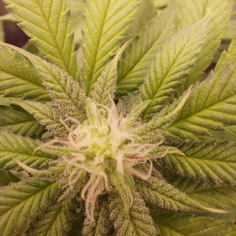 Orange Bud 2.0 growlog timeline photo