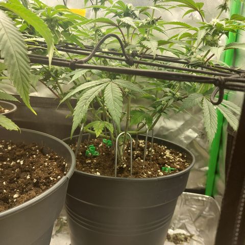 Orange Bud 2.0 growlog timeline photo