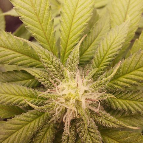 Orange Bud 2.0 growlog timeline photo