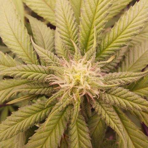 Orange Bud 2.0 growlog timeline photo
