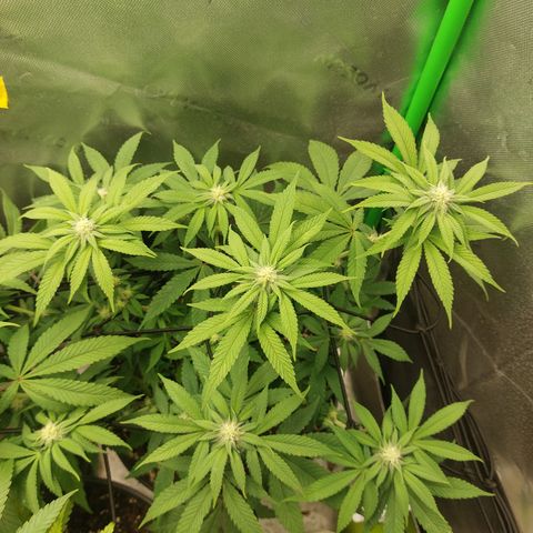 Orange Bud 2.0 growlog timeline photo