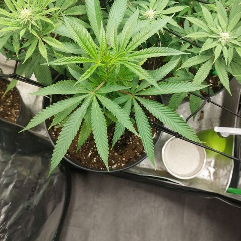 Wedding cake growlog timeline photo