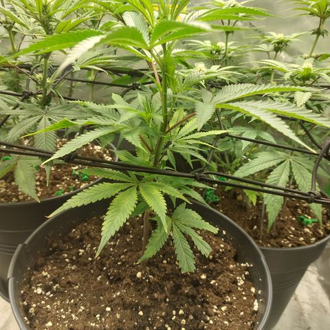 Wedding cake growlog timeline photo