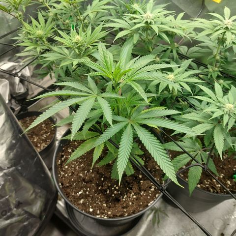 Wedding cake growlog timeline photo