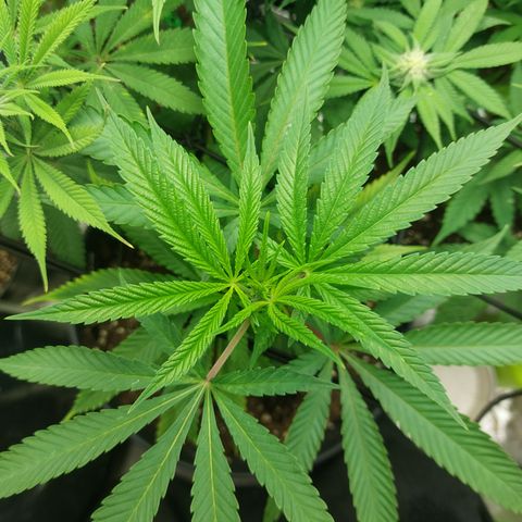 Wedding cake growlog timeline photo