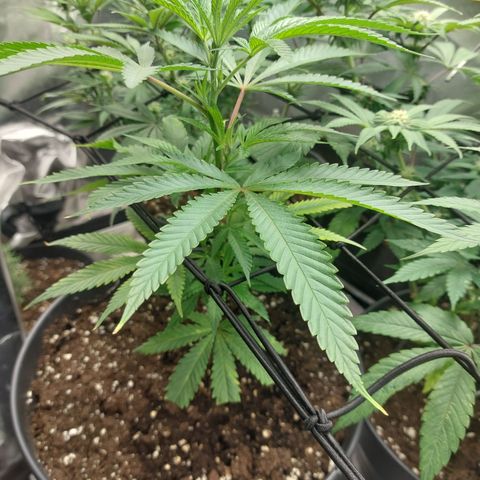 Wedding cake growlog timeline photo