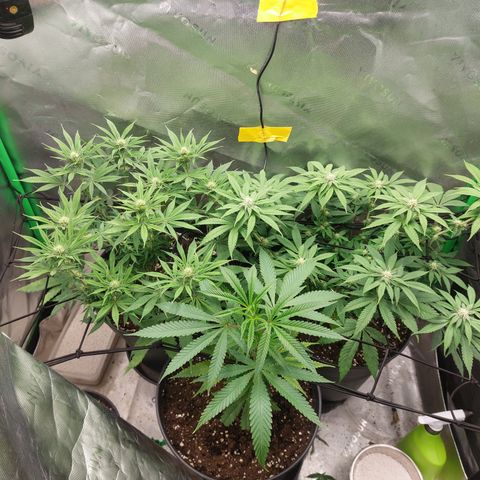 Wedding cake growlog timeline photo