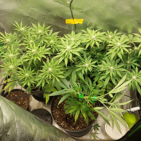 Wedding cake growlog timeline photo