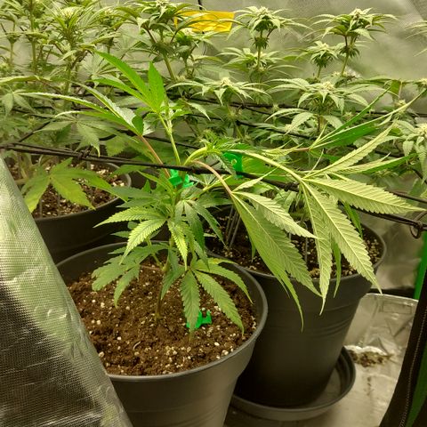 Wedding cake growlog timeline photo